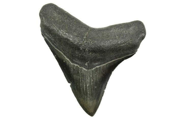 Serrated, Megalodon Tooth - South Carolina #375974